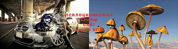 прущие грибы Осинники